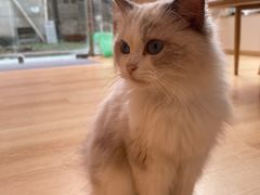 -猫咪派对(江南西店)