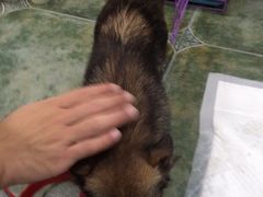 伟伟宠物医院-伟伟宠物医院·CT影像中心·瑞派犬猫综合性门诊(汉口总院)