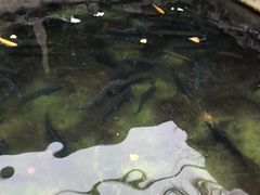 -京北渔家傲