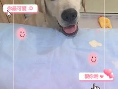-翊宠yipet猫狗购宠庄园犬舍•猫舍