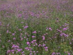 -羊亭河湿地公园