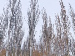 -大兴滨河森林公园