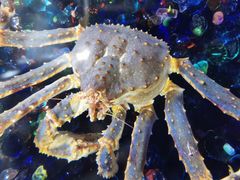 -成都浩海立方海洋公园