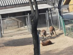 -石家庄市动物园