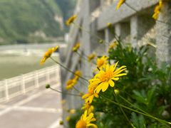 -泸定桥景区