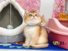 -糯米喵星人总部直营旗舰店·猫舍·幼猫出售