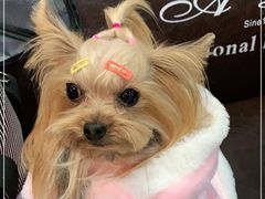 -欣怡宠物店