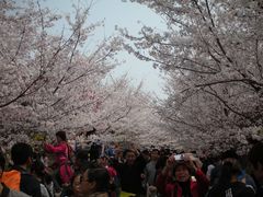 -樱花山风景区