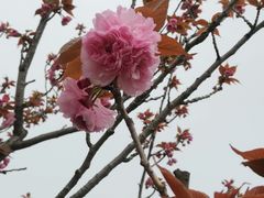 -高东镇樱花园