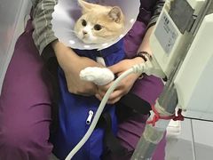 -达爱动物医院·犬猫分区·CT·复杂眼科(远洋山水分院)