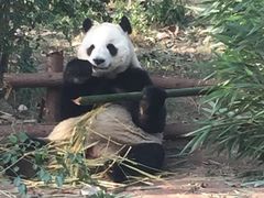 -成都大熊猫繁育研究基地