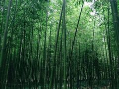 -黄海国家森林公园