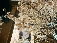 -武汉大学-樱园