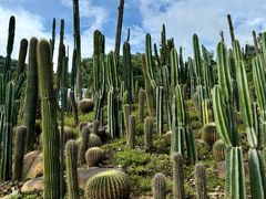 -深圳仙湖植物园