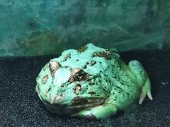 -上海大自然野生昆虫馆