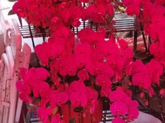 -越秀西湖花市(广州城市广场花卉店)