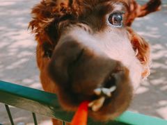 -石家庄市动物园