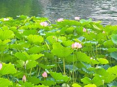 -荔湾湖公园