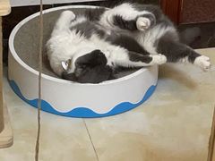 -爱诺耐芙动物医院(万博店)