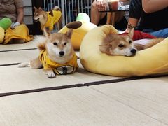 -逗柴咖啡屋·狗咖猫咖宠物桌游