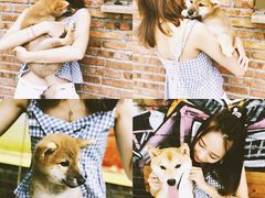 -柴犬高等学院·狗咖·柴犬售卖·宠物训练