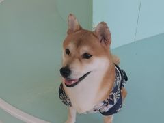-怪兽屋·羊驼·猫咖·狗咖(俊华广场店)