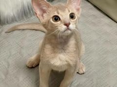 -猫十亿·布偶金渐层·曼基康矮脚猫舍(青年路店)