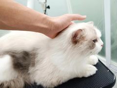 -爱洗澡的猫(天河路店)