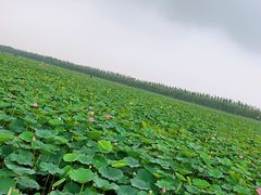 -西青郊野公园