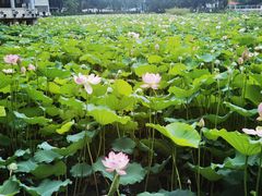 -荔湾湖公园