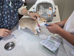 -思琪宠物医院(昆山花桥店)