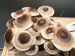 -鲜货俚鲜火锅(青果路店)