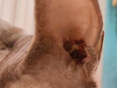 -猫小院猫主题咖啡厅(北锣店)