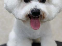 -乐琪宠物(青塔西路店)