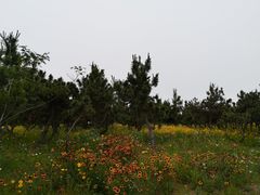-青岛银沙滩