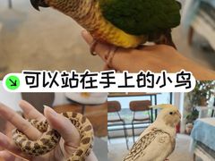 -吉丁鸟咖·异宠·寄养