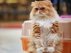 -藏猫猫咖啡主题馆(中央大道店)