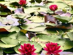 -国家植物园南园