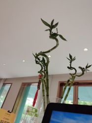 点击看大图 -Dr.林醫生产后修复·配方产康店(南京大厂店)