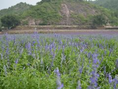 DSC_9058-紫海香堤香草艺术庄园