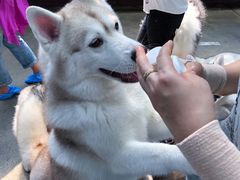 -TrueLove @ Neverland (Husky Cafe)