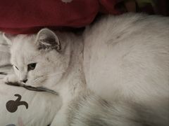 -欣宠猫屋·矮脚拿破仑·蓝金金渐层