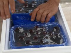 -西山樟坞健康果园枇杷杨梅采摘