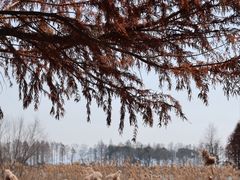 -贡湖湾湿地公园
