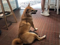 -柴犬高等学院·狗咖·柴犬售卖·宠物训练