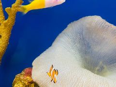 -上海海洋水族馆