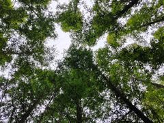 -日照海滨国家森林公园