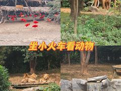 -广州长隆野生动物世界