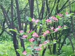 -长春市南湖公园