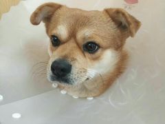 -美联众合动物医院·24h京西诊疗中心